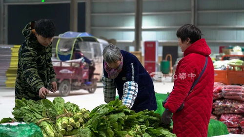 中国资中 新发地国际农产品交易中心启动试运营 首日蔬菜交易量300吨