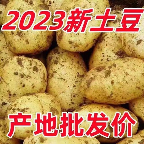 【黄心大土豆】新鲜现挖土豆农产品黄心洋芋马铃薯小土豆蔬菜批发