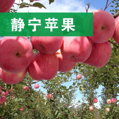 甘肃 红富士 新鲜 水果 批发 农产品批发 静宁苹果 75.