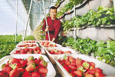 大棚里种出 网红草莓