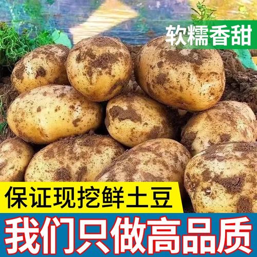 【限时特惠】新鲜现挖大土豆农产品黄心洋芋马铃薯小土豆蔬菜批发